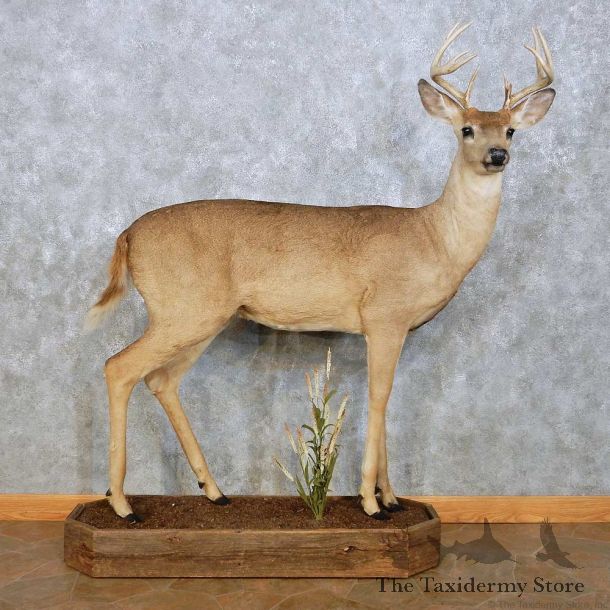 Whitetail Deer Life Size Mount For Sale #14061 @ The Taxidermy Store