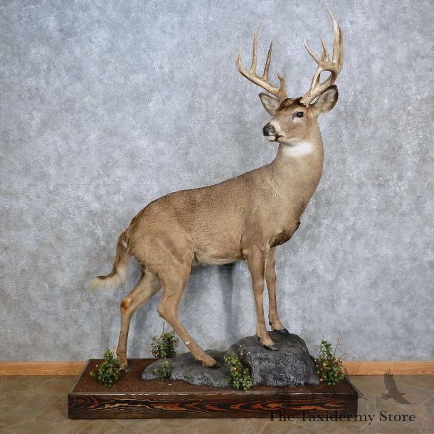 Whitetail Deer Life-Size Mount For Sale #15641 @ The Taxidermy Store