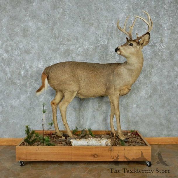 Whitetail Deer Life-Size Mount #13474 For Sale @ The Taxidermy Store