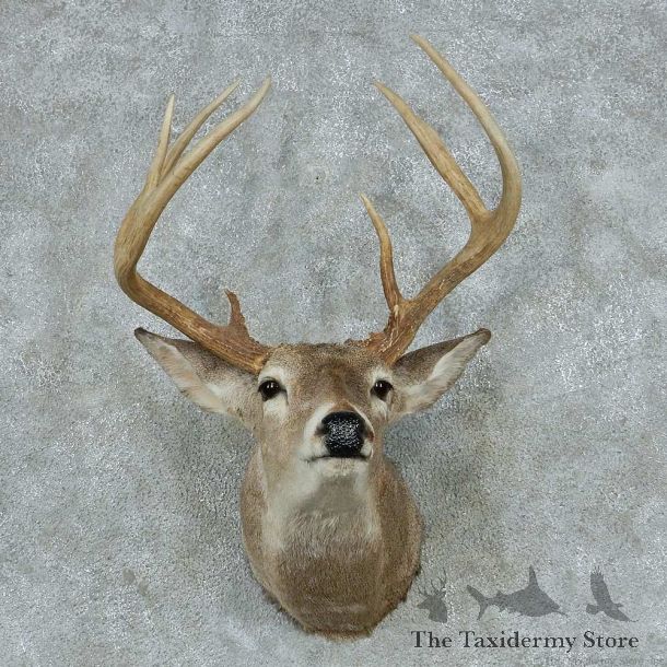Whitetail Deer Antler Plaque Mount #13786 For Sale @ The Taxidermy Store