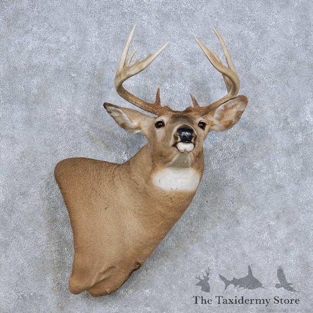 Whitetail Deer Wall Pedestal Mount For Sale #14104 @ The Taxidermy Store
