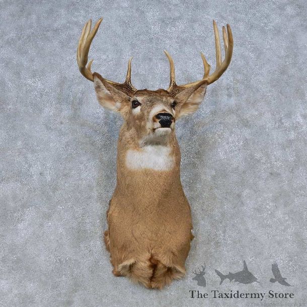Whitetail Deer Shoulder Mount For Sale #14788 @ The Taxidermy Store