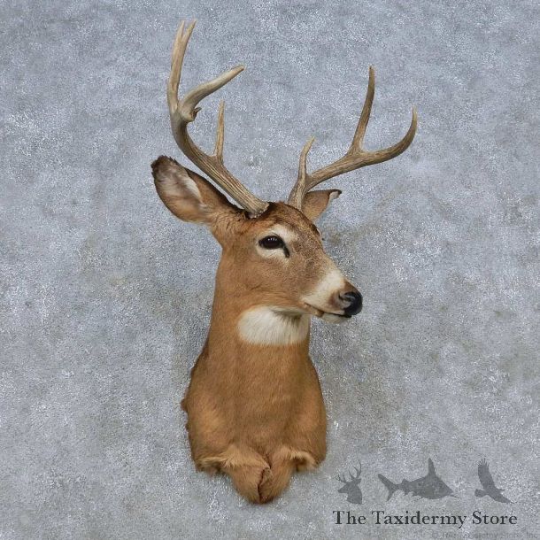 Whitetail Deer Shoulder Mount For Sale #14789 @ The Taxidermy Store