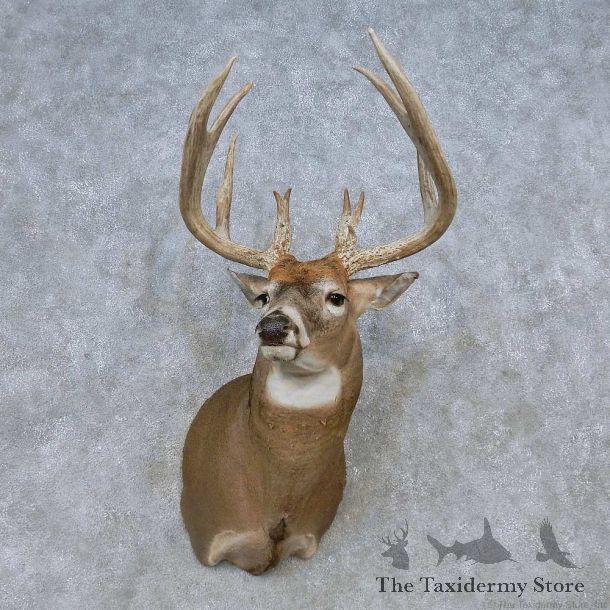 Whitetail Deer Shoulder Mount For Sale #14790 @ The Taxidermy Store