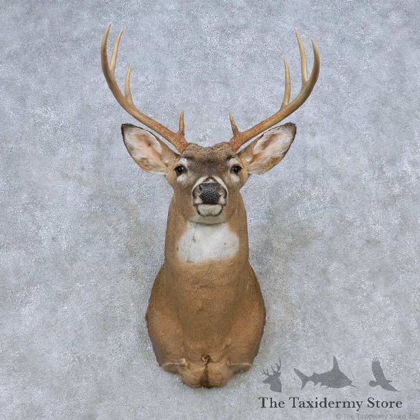 Whitetail Deer Shoulder Mount For Sale #14791 @ The Taxidermy Store