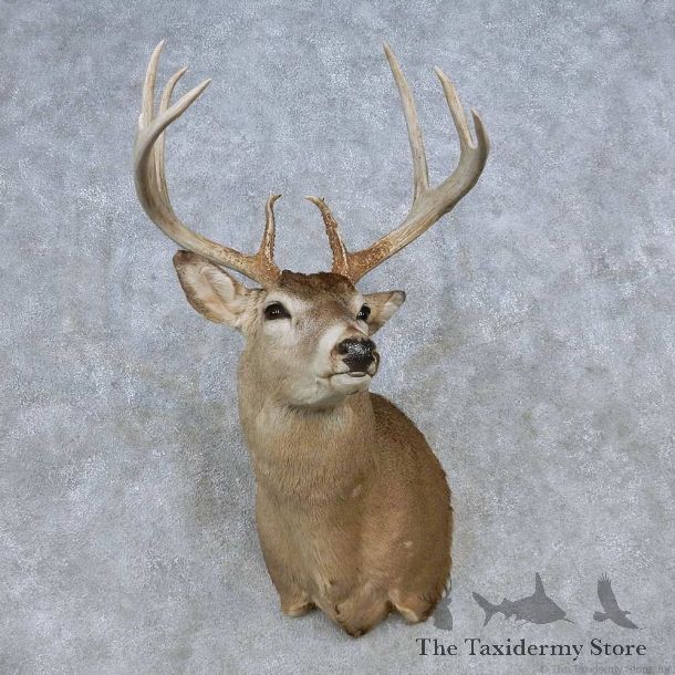 Whitetail Deer Shoulder Mount For Sale #14793 @ The Taxidermy Store