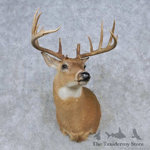 Whitetail Deer Shoulder Mount For Sale #14795 @ The Taxidermy Store