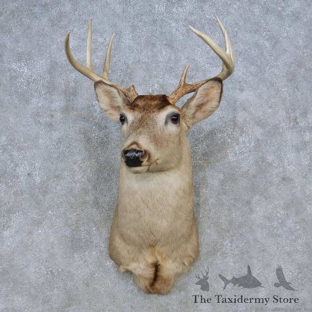 Whitetail Deer Shoulder Mount For Sale #14798 @ The Taxidermy Store