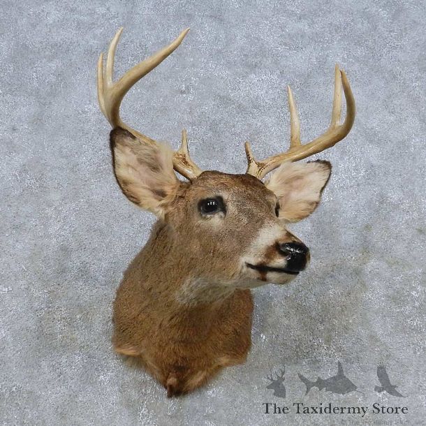 Whitetail Deer Shoulder Mount For Sale #14799 @ The Taxidermy Store