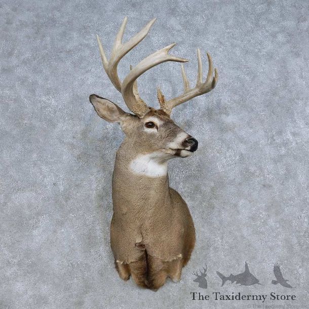 Whitetail Deer Shoulder Mount For Sale #14806 @ The Taxidermy Store