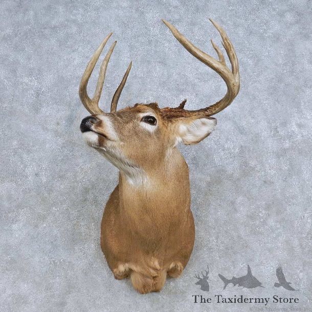 Whitetail Deer Shoulder Mount For Sale #14807 @ The Taxidermy Store