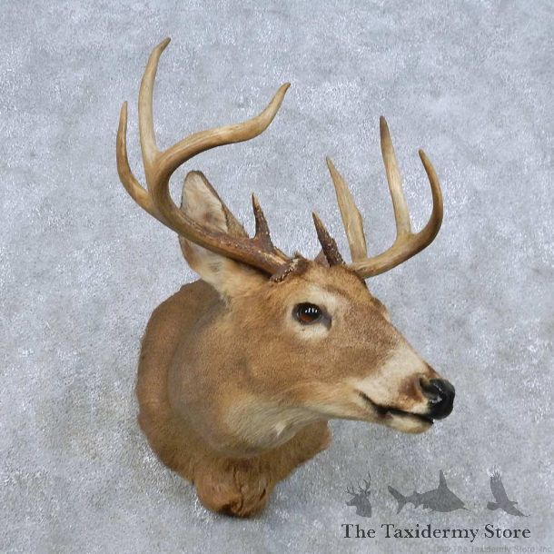 Whitetail Deer Shoulder Mount For Sale #14840 @ The Taxidermy Store
