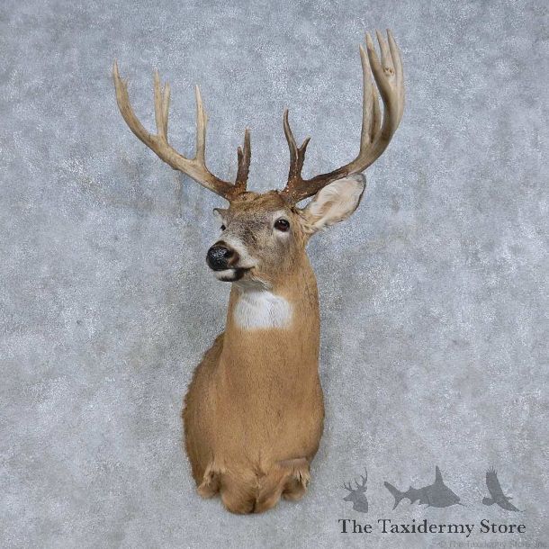 Whitetail Deer Shoulder Mount For Sale #14843 @ The Taxidermy Store