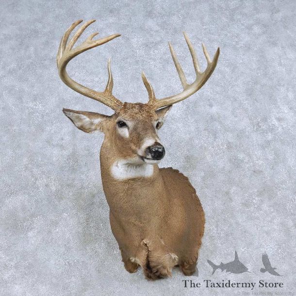 Whitetail Deer Shoulder Mount For Sale #14844 @ The Taxidermy Store