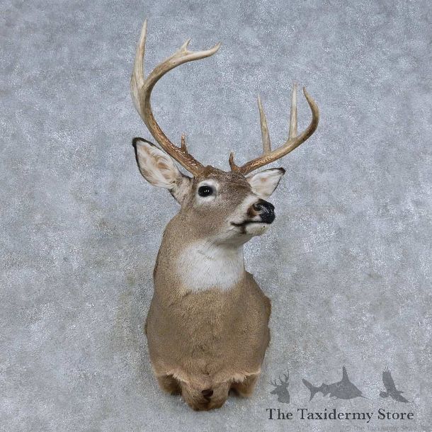Whitetail Deer Shoulder Mount For Sale #14846 @ The Taxidermy Store
