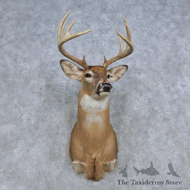 Whitetail Deer Shoulder Mount For Sale #14847 @ The Taxidermy Store