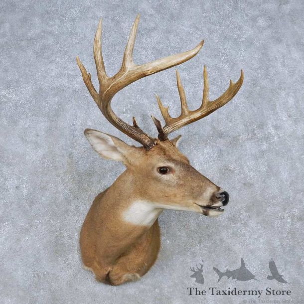 Whitetail Deer Shoulder Mount For Sale #14848 @ The Taxidermy Store