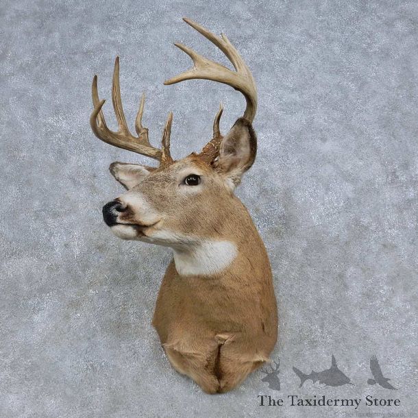 Whitetail Deer Shoulder Mount For Sale #14849 @ The Taxidermy Store