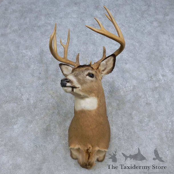 Whitetail Deer Shoulder Mount For Sale #14850 @ The Taxidermy Store