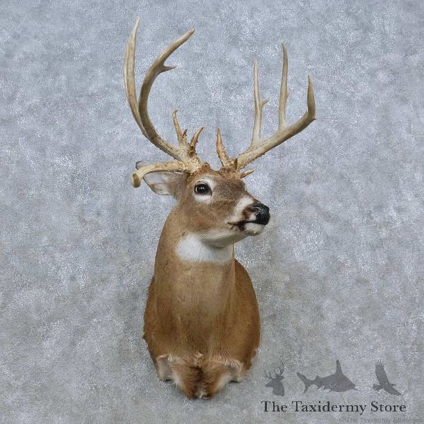 Whitetail Deer Life-Size Mount For Sale #15025 @ The Taxidermy Store