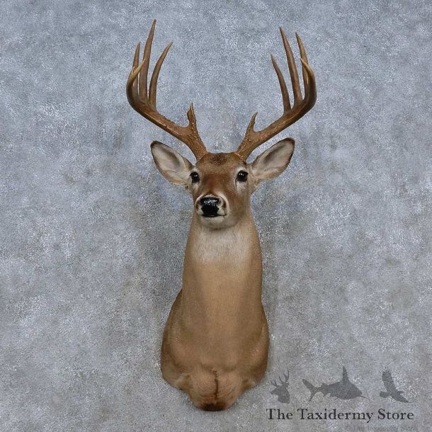Whitetail Deer Shoulder Mount For Sale #15246 @ The Taxidermy Store