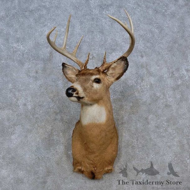 Whitetail Deer Shoulder Mount For Sale #15248 @ The Taxidermy Store