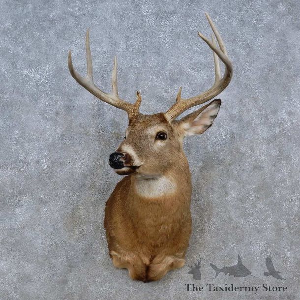 Whitetail Deer Shoulder Mount For Sale #15249 @ The Taxidermy Store