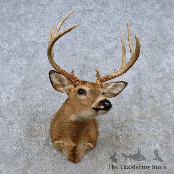 Whitetail Deer Shoulder Mount For Sale #15251 @ The Taxidermy Store