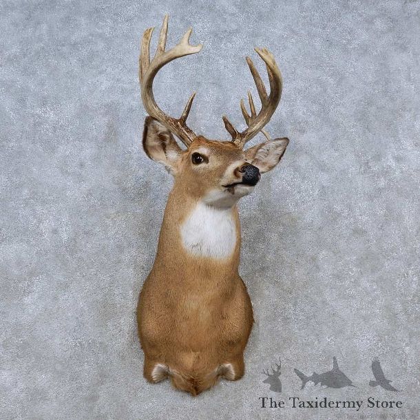 Whitetail Deer Shoulder Mount For Sale #15253 @ The Taxidermy Store