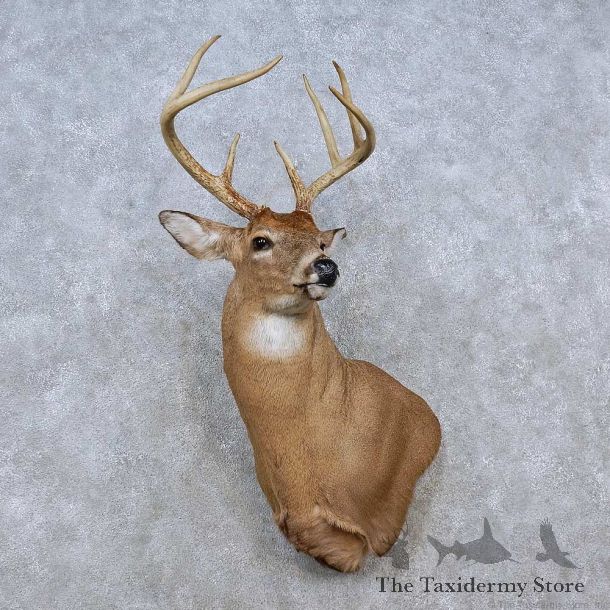 Whitetail Deer Shoulder Mount For Sale #15255 @ The Taxidermy Store