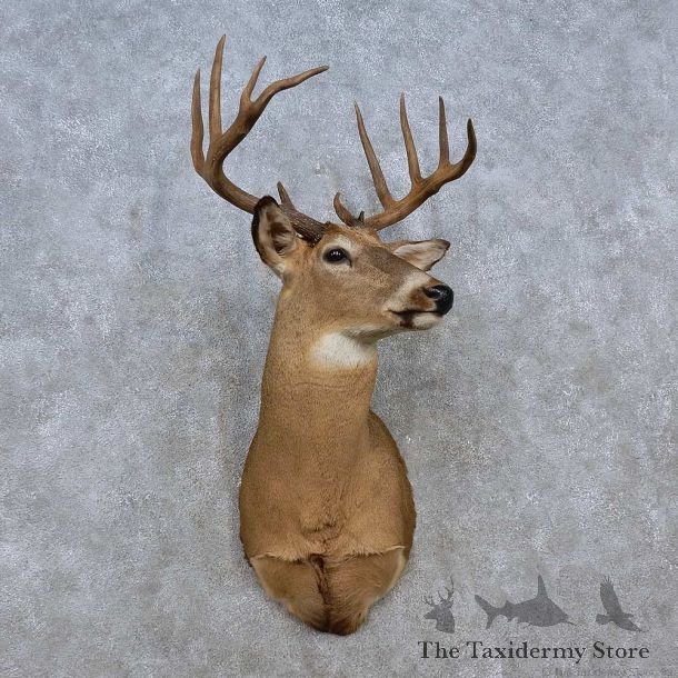Whitetail Deer Shoulder Mount For Sale #15256 @ The Taxidermy Store