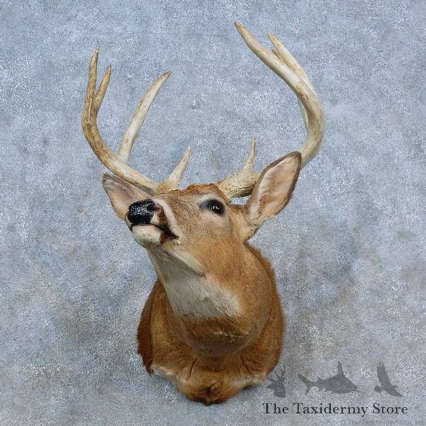 Whitetail Deer Shoulder Mount For Sale #15329 @ The Taxidermy Store