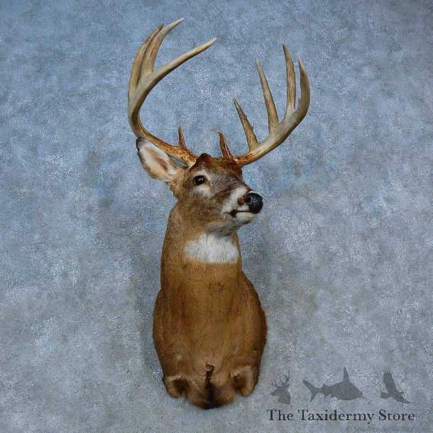 Whitetail Deer Shoulder Mount For Sale #15465 @ The Taxidermy Store