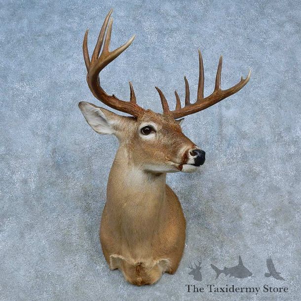 Whitetail Deer Shoulder Mount For Sale #15466 @ The Taxidermy Store