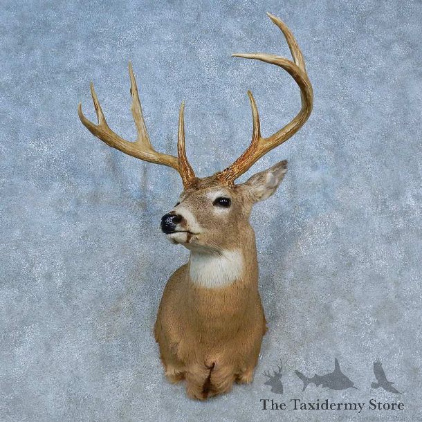 Whitetail Deer Shoulder Mount For Sale #15467 @ The Taxidermy Store