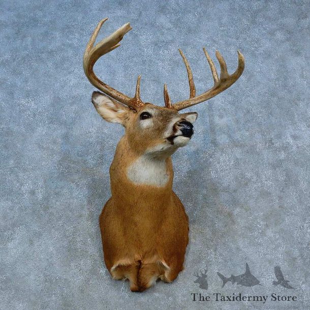Whitetail Deer Shoulder Mount For Sale #15468 @ The Taxidermy Store