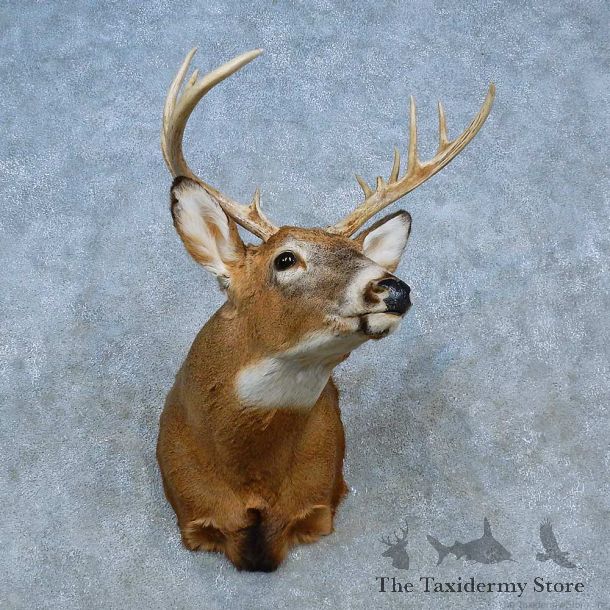 Whitetail Deer Shoulder Mount For Sale #15469 @ The Taxidermy Store