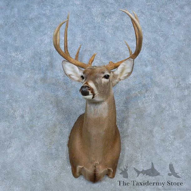 Whitetail Deer Shoulder Mount For Sale #15475 @ The Taxidermy Store