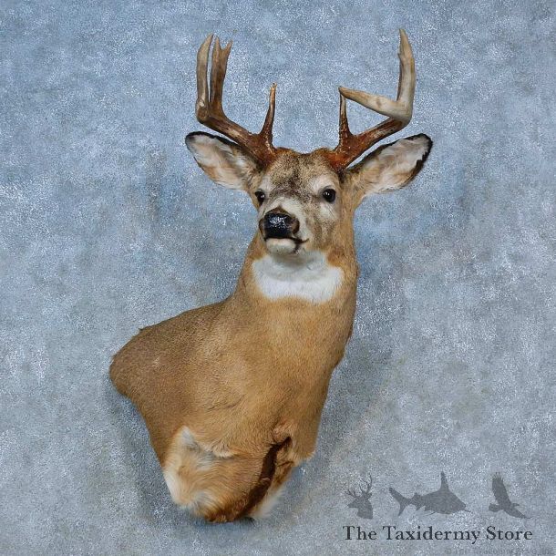 Whitetail Deer Shoulder Mount For Sale #15476 @ The Taxidermy Store