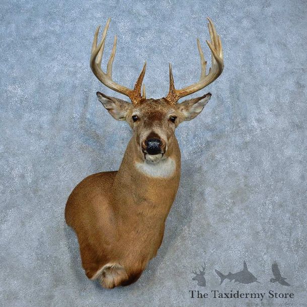 Whitetail Deer Shoulder Mount For Sale #15538 @ The Taxidermy Store
