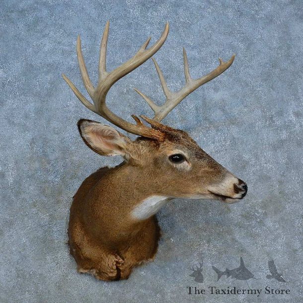 Whitetail Deer Shoulder Mount For Sale #15550 @ The Taxidermy Store