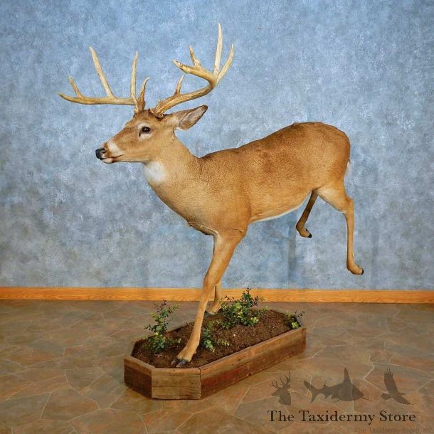 Whitetail Deer Life-Size Mount For Sale #15554 @ The Taxidermy Store