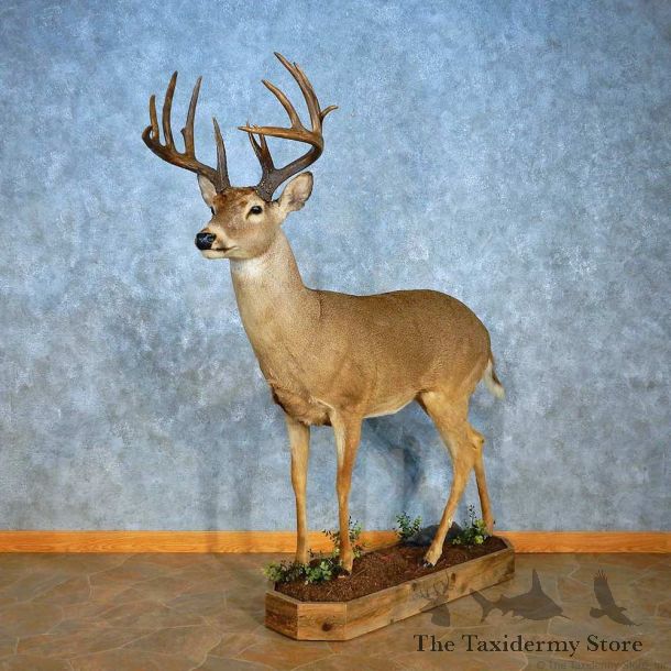 Whitetail Deer Life-Size Mount For Sale #15556 @ The Taxidermy Store