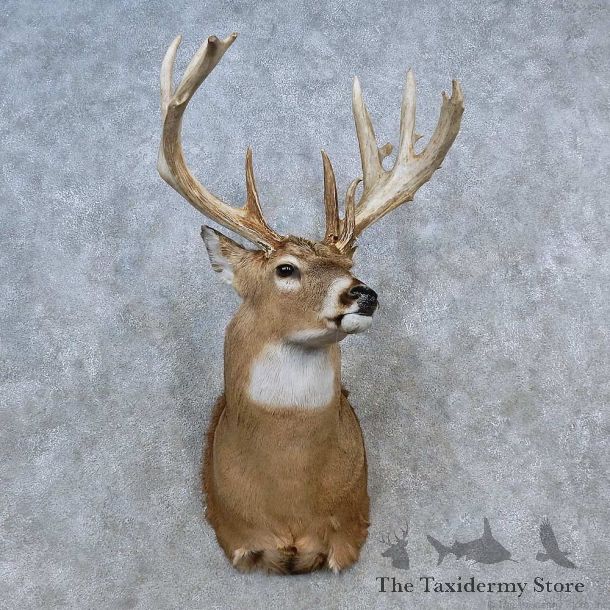 Whitetail Deer Shoulder Mount For Sale #15588 @ The Taxidermy Store