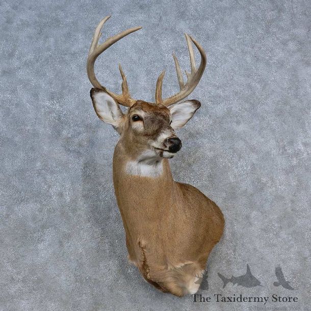 Whitetail Deer Shoulder Mount For Sale #15589 @ The Taxidermy Store