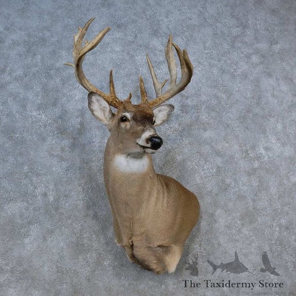 Whitetail Deer Shoulder Mount For Sale #15590 @ The Taxidermy Store