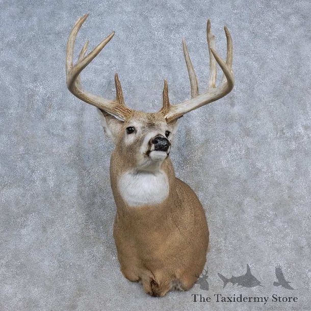 Whitetail Deer Shoulder Mount For Sale #15620 @ The Taxidermy Store
