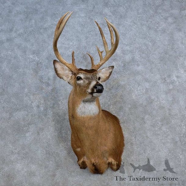 Whitetail Deer Shoulder Mount For Sale #15621 @ The Taxidermy Store
