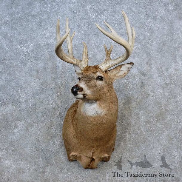 Whitetail Deer Shoulder Mount For Sale #15622 @ The Taxidermy Store