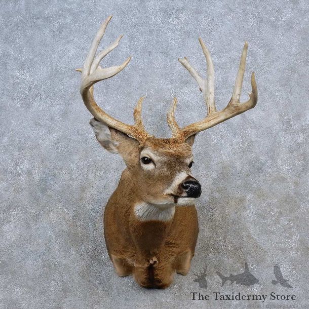 Whitetail Deer Shoulder Mount For Sale #15623 @ The Taxidermy Store